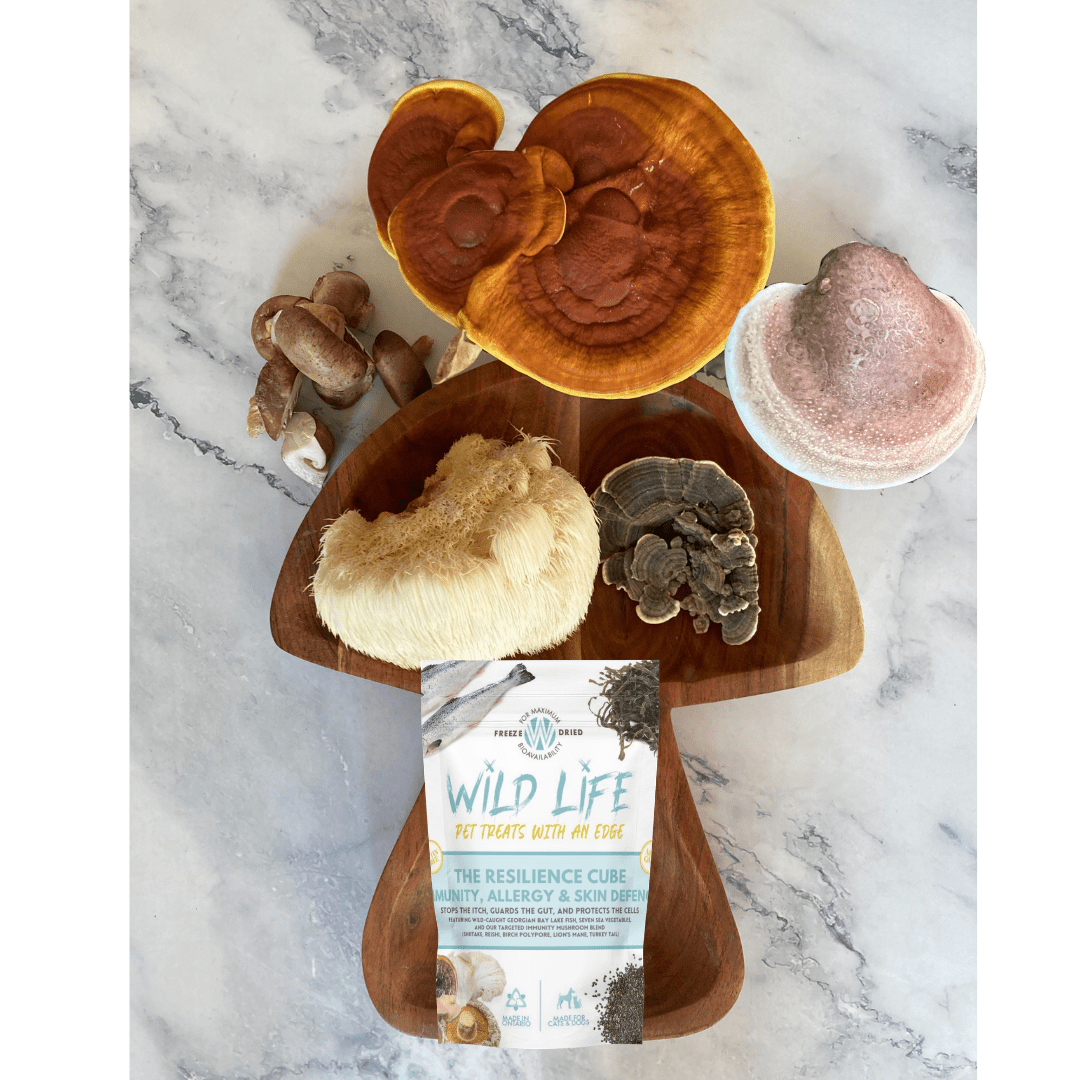 Resilience Cube - Treats for Senior Dogs & Cats - Lab - Verified - Wild Life Pet Treats