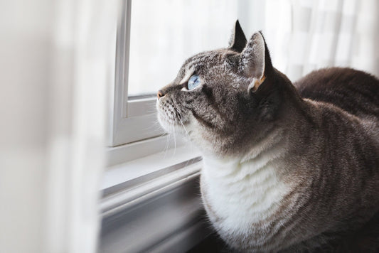 Beyond the Bowl: Why Omega-3s in Pet Treats Fight Inflammation - Wild Life Pet Treats
