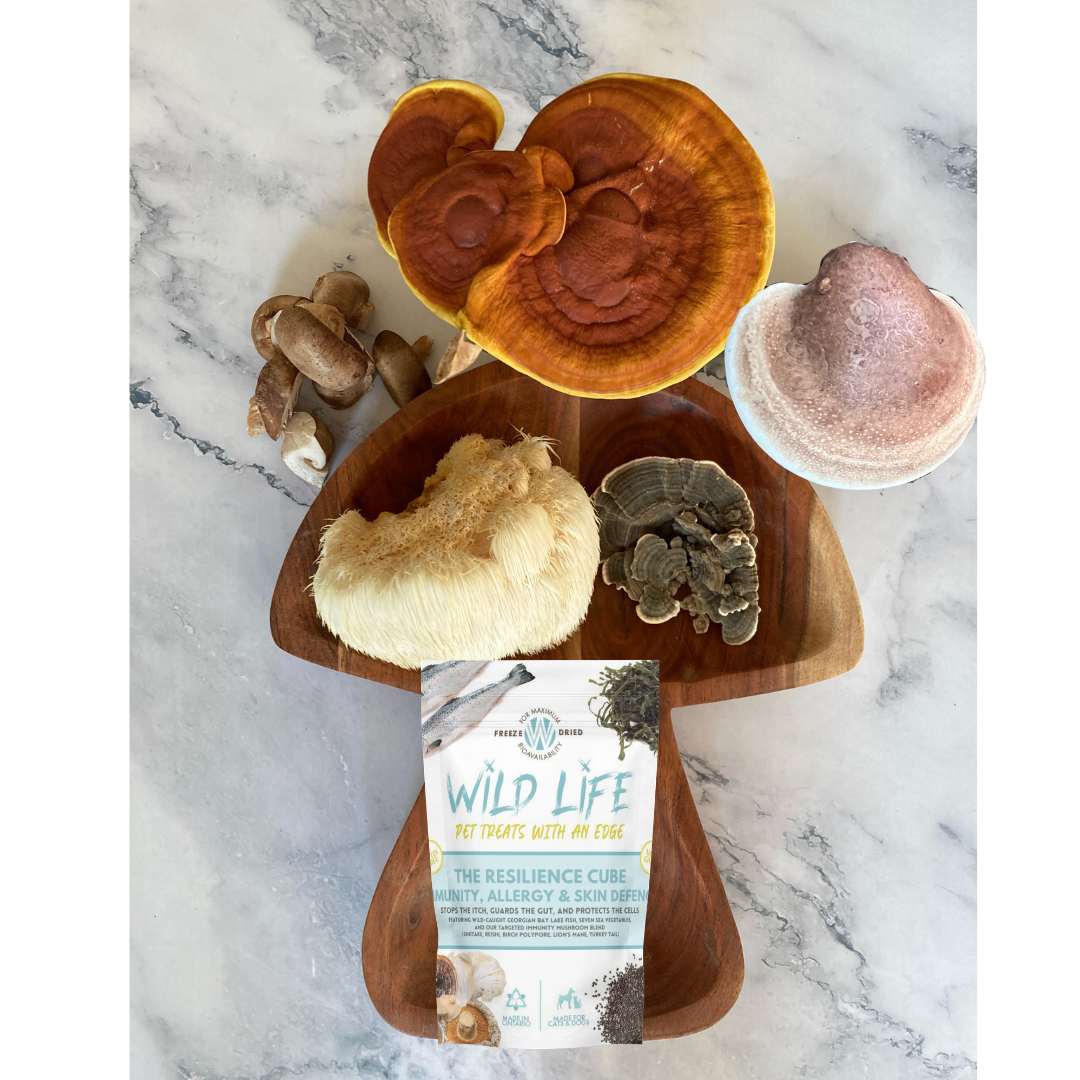 Resilience Cube - Treats for Senior Dogs & Cats - Lab-Verified